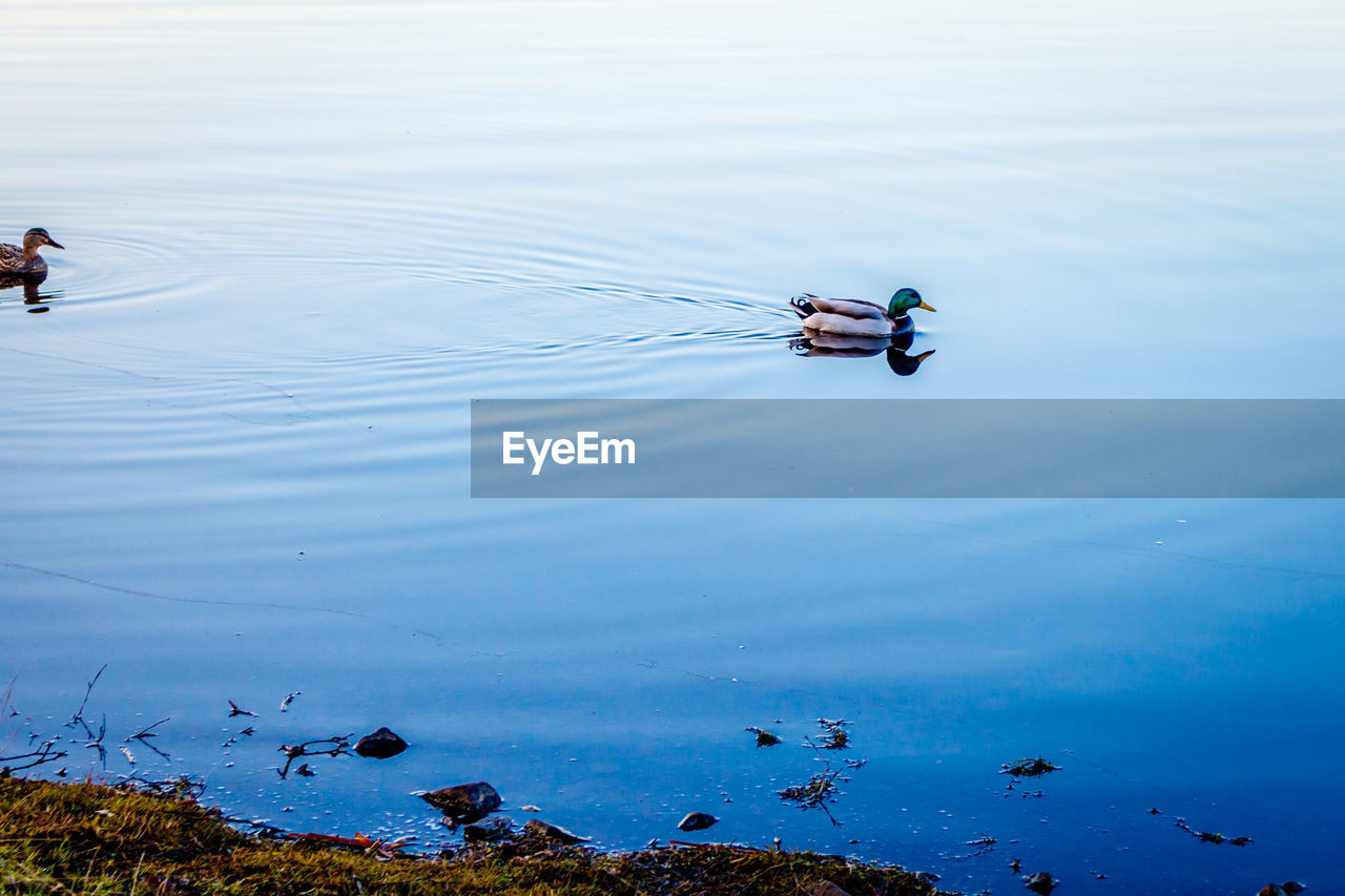 Ducks swimming in lake