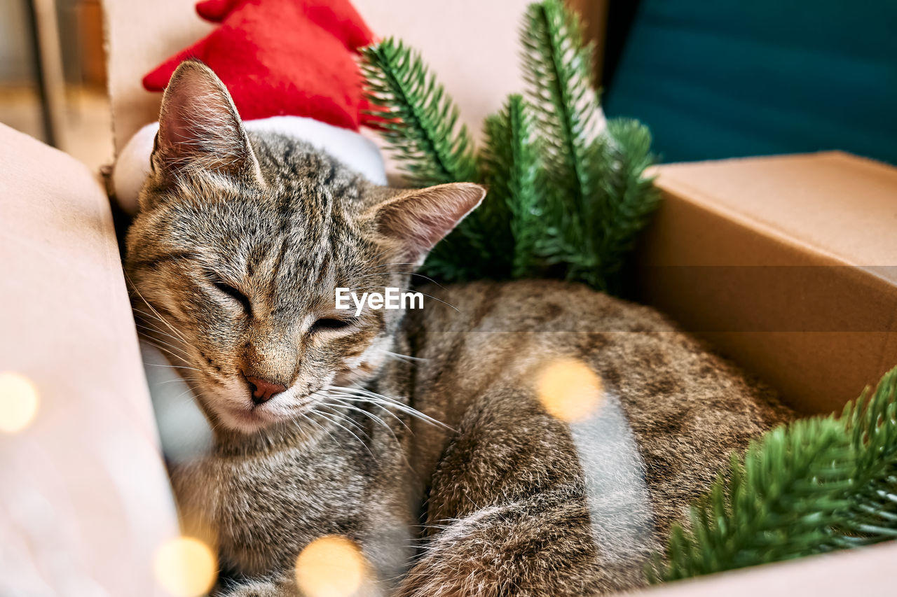 Cute tabby cat with christmas red santa hat sleeping in open gift box with christmas decoration. 