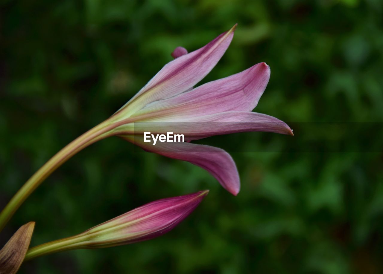 Close-up of pink lily flower