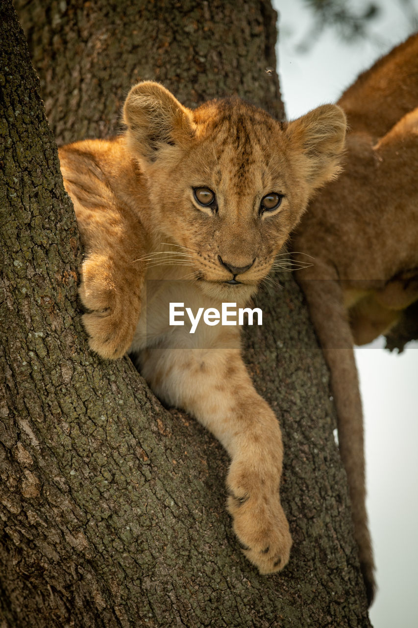 Portrait of lion cub on tree trunk