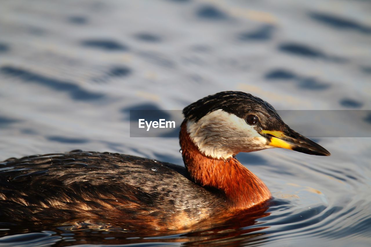 Close-up of a wet grebe swimming in a lake.