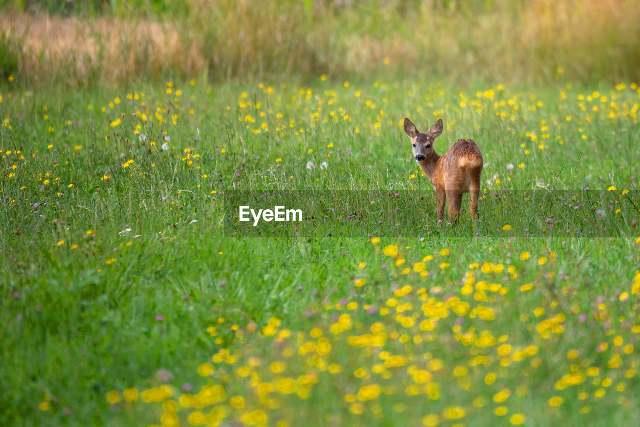 HIGH ANGLE VIEW OF ANIMAL ON FIELD