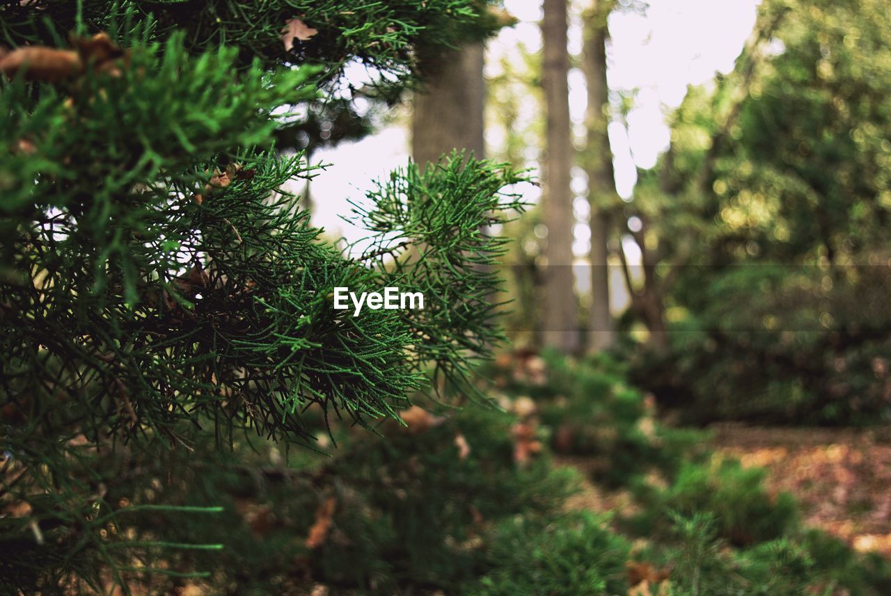 CLOSE-UP OF FRESH GREEN PLANT IN FOREST