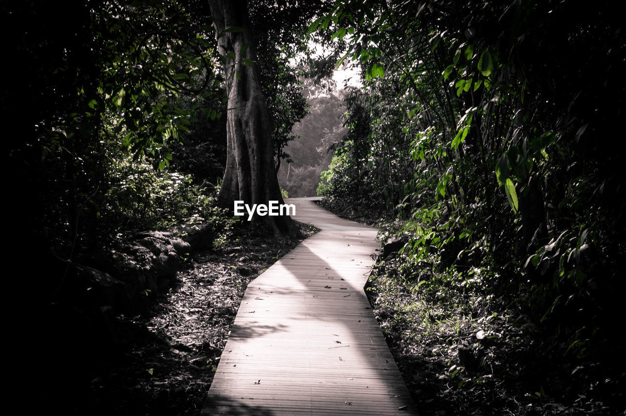 FOOTPATH LEADING TOWARDS TREES IN PARK