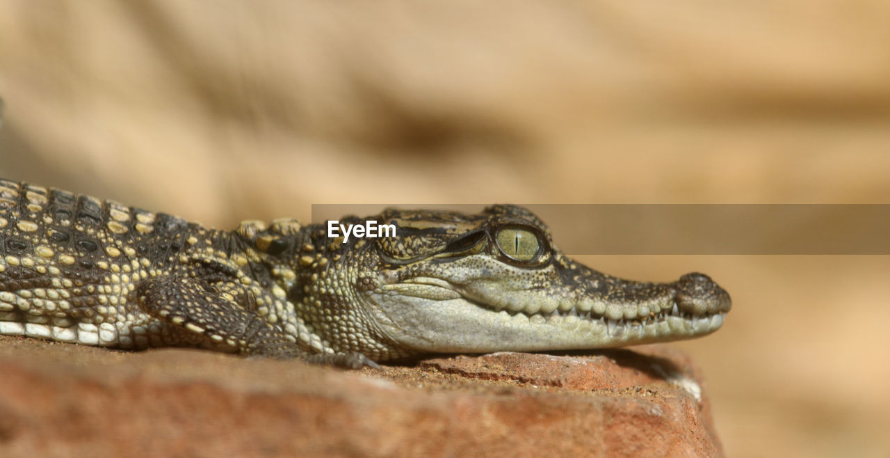 CLOSE-UP OF A LIZARD