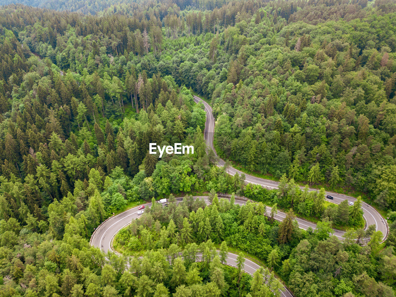 Winding road trough dense pine forest. aerial drone view, top down