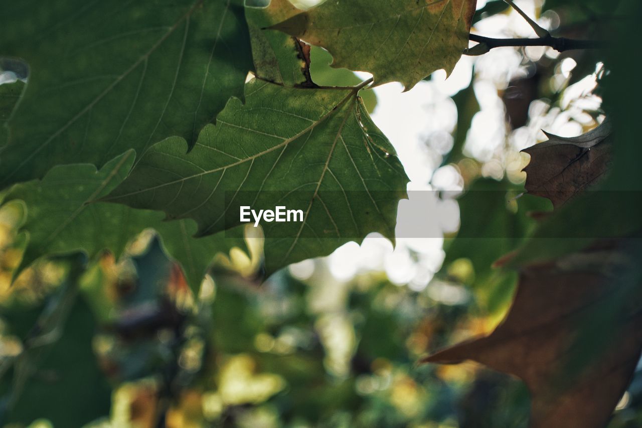 LOW ANGLE VIEW OF FRESH LEAVES ON TREE