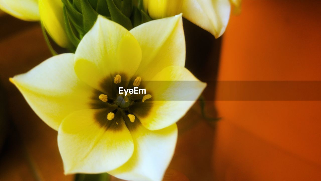 CLOSE-UP OF YELLOW FLOWERS BLOOMING OUTDOORS