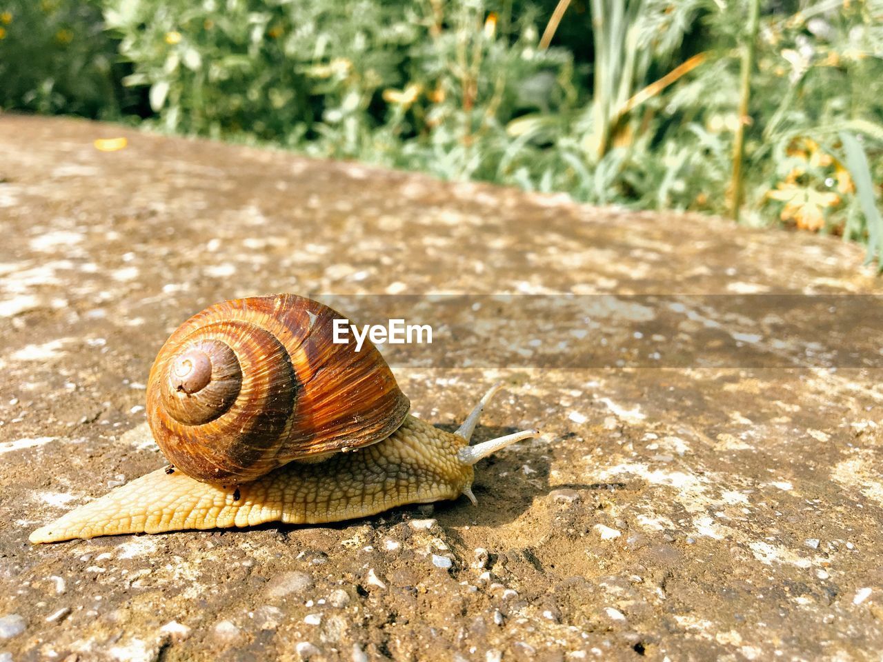 CLOSE-UP OF SNAIL IN A FOREST