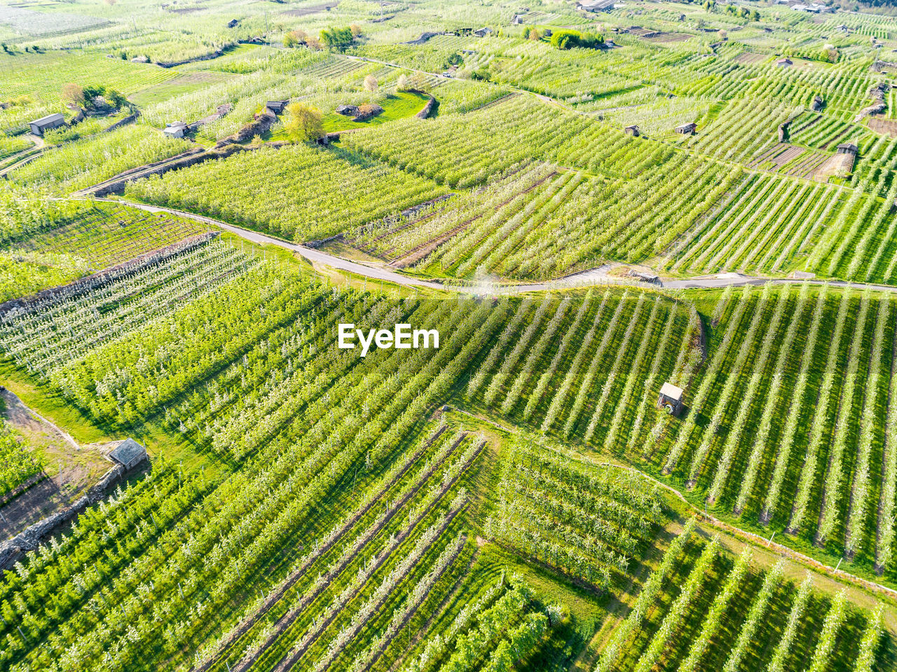 SCENIC VIEW OF FARM