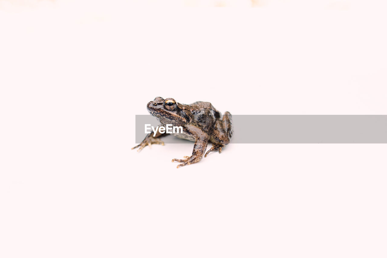 Close-up of frog over white background