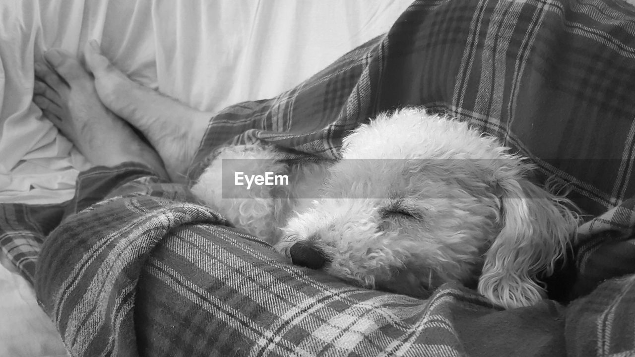 LOW SECTION OF MAN SLEEPING ON SOFA