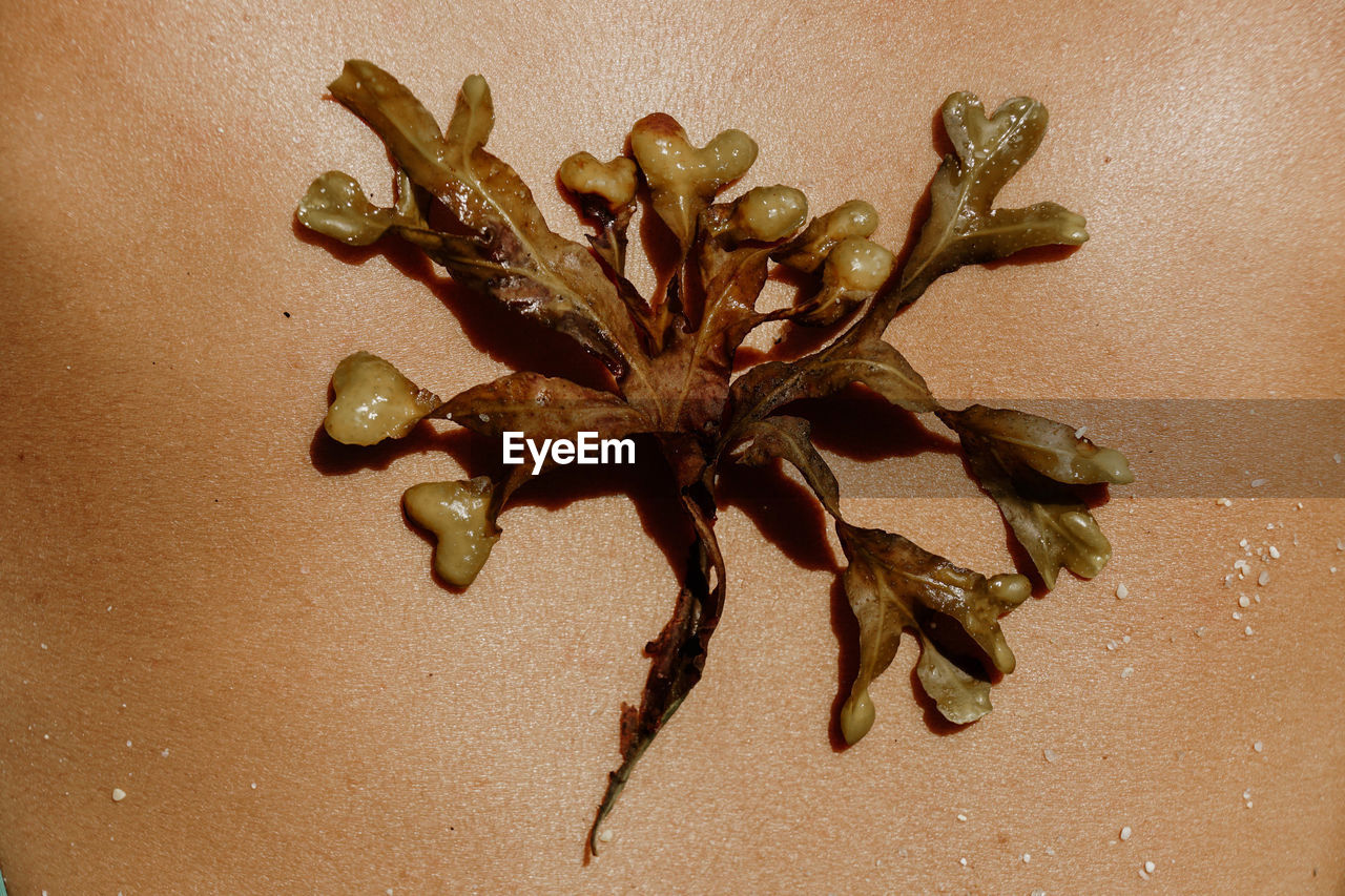 Top view of bladder wrack seaweed on body of crop unrecognizable tanned female sunbathing on beach