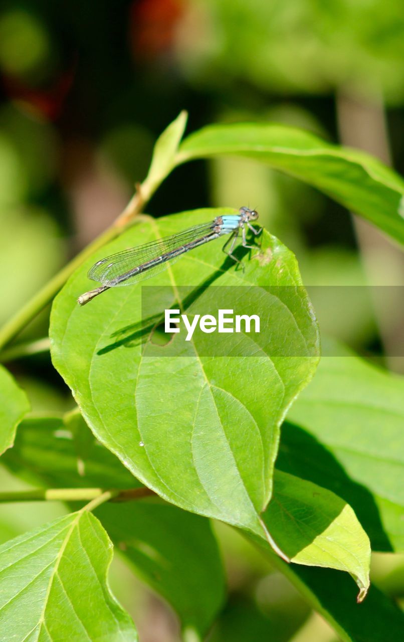 CLOSE-UP OF GREEN INSECT ON LEAF