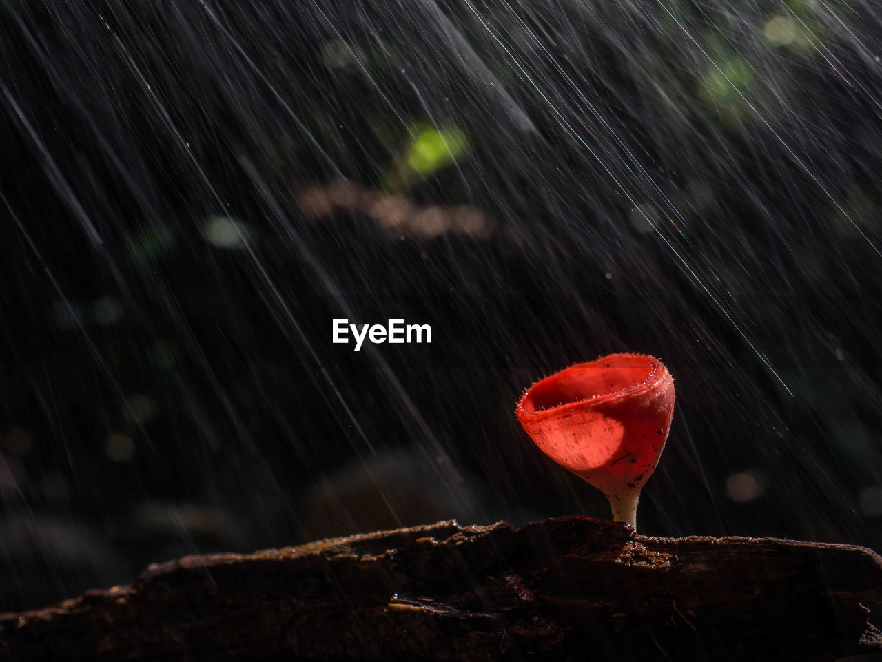 Take a picture of a cute mushroom in the forest.