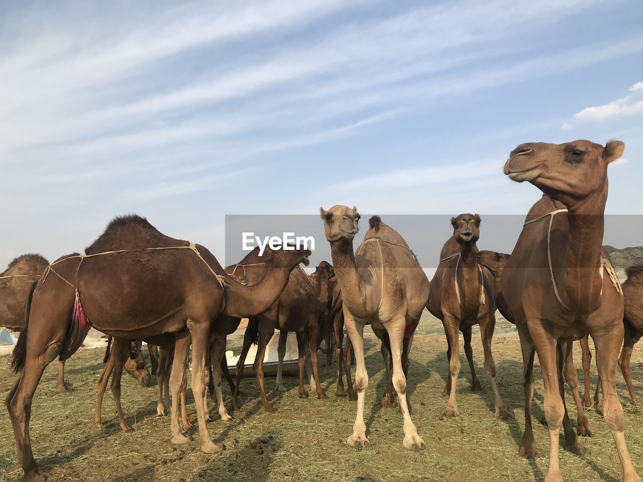 Camels on a field