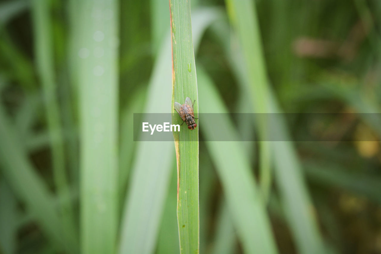 Animal Animal Themes Animal Wildlife Animals In The Wild Beauty In Nature Blade Of Grass Close-up Day Focus On Foreground Green Color Growth Insect Invertebrate Leaf Nature No People One Animal Outdoors Plant Plant Part Selective Focus