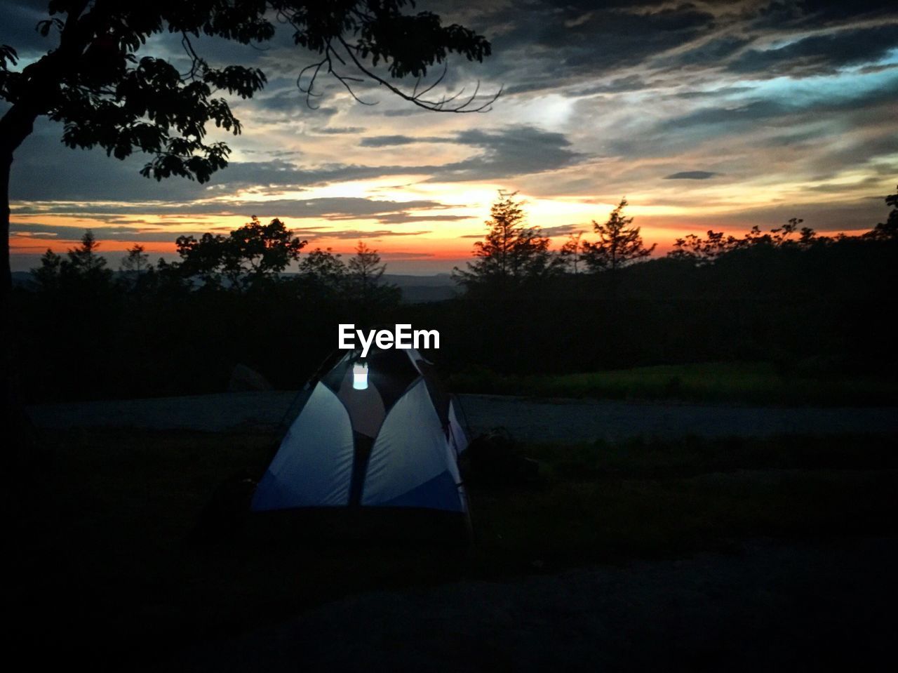 TREES AT SUNSET