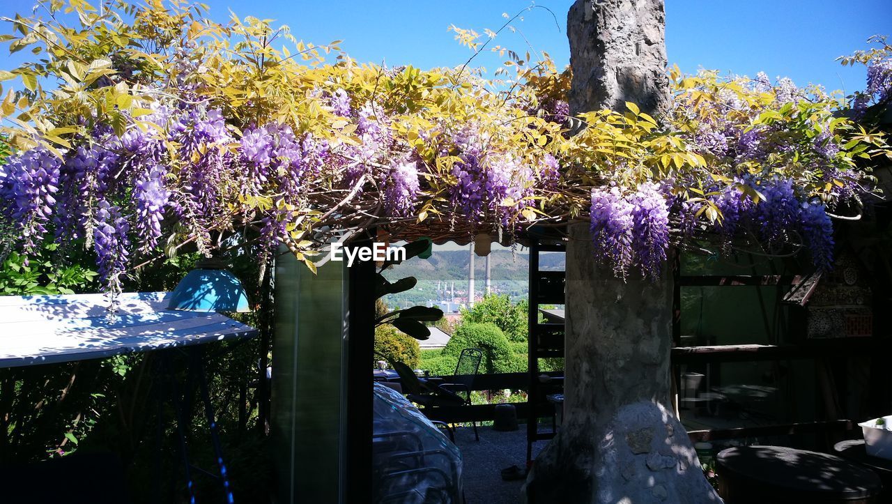 VIEW OF PURPLE FLOWERING PLANTS AGAINST SKY