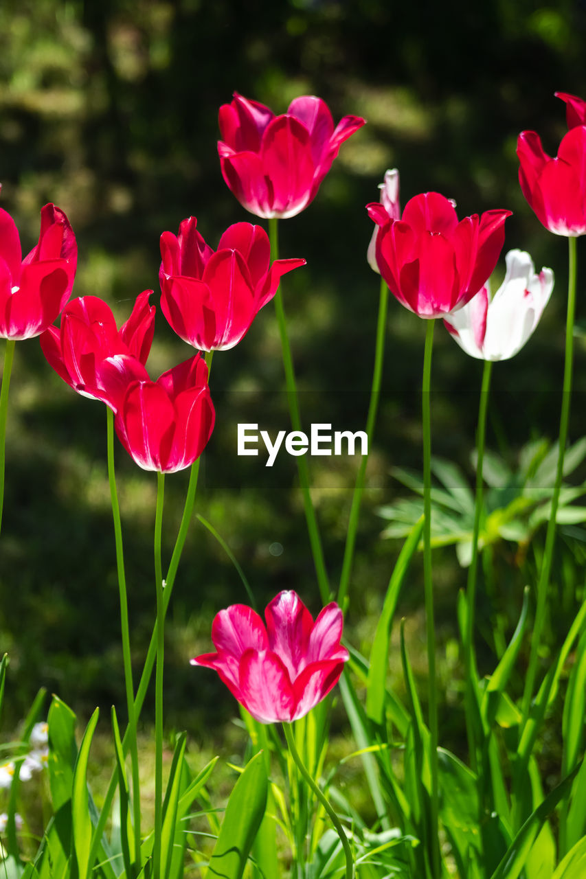 flower, plant, flowering plant, beauty in nature, freshness, petal, nature, close-up, red, flower head, fragility, inflorescence, pink, no people, focus on foreground, plant part, growth, outdoors, leaf, springtime, green, grass, day, sunlight, blossom, plant stem