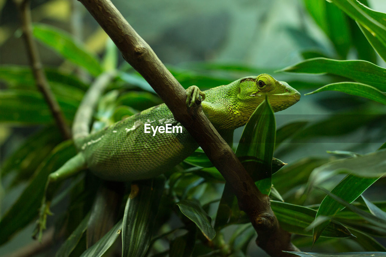 Close-up of lizard on leaf