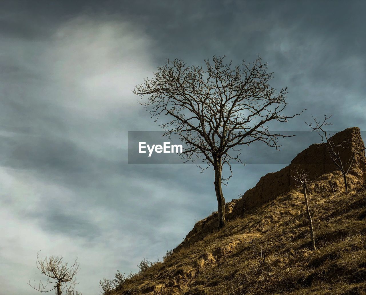 LOW ANGLE VIEW OF TREE AGAINST SKY