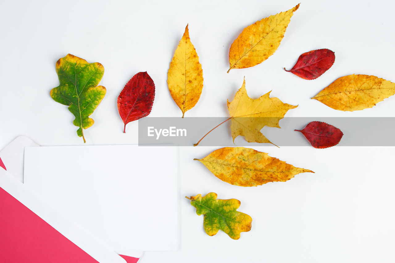 leaf, plant part, autumn, petal, food and drink, maple leaf, no people, nature, food, plant, red, studio shot, white background, fruit, flower, indoors, paper, produce, still life, yellow