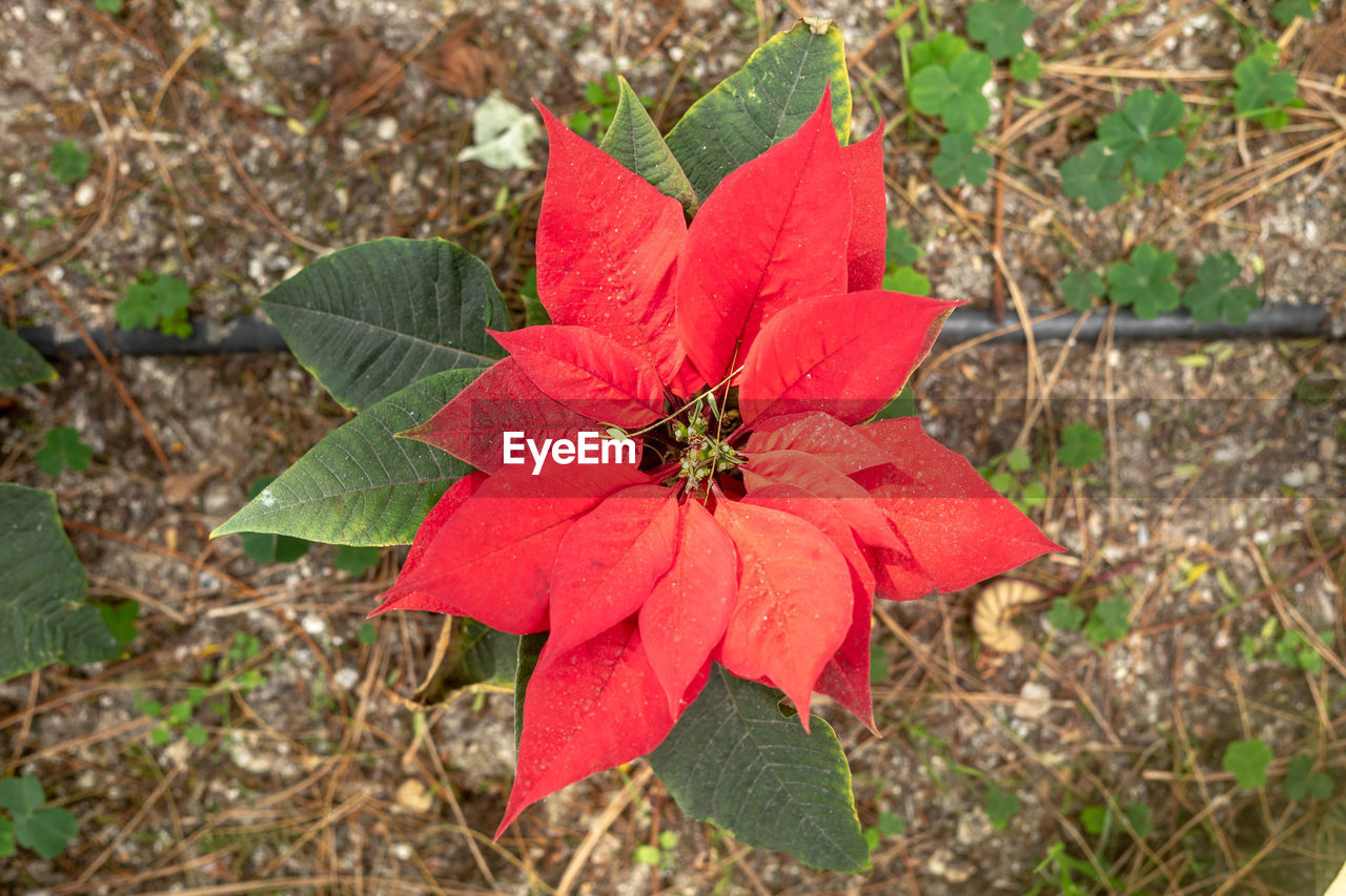 CLOSE-UP OF RED FLOWERING PLANT