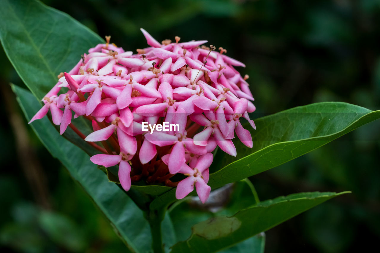 CLOSE-UP OF PINK FLOWER BLOOMING