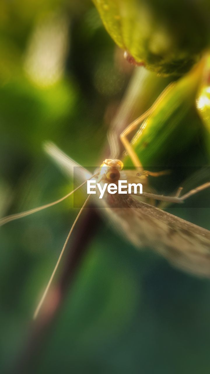 CLOSE-UP OF SPIDER AGAINST BLURRED BACKGROUND