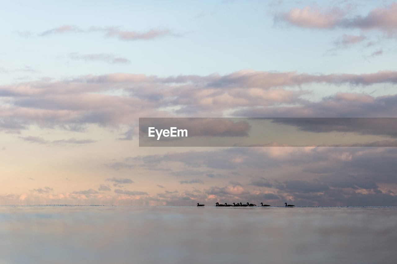 Canada geese floating on lake onrario