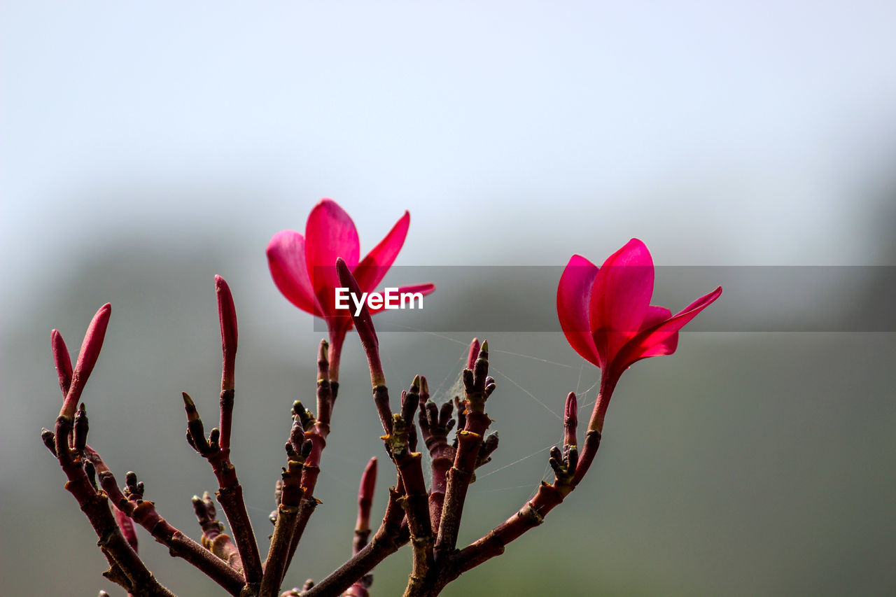 CLOSE-UP OF PINK FLOWERING PLANTS