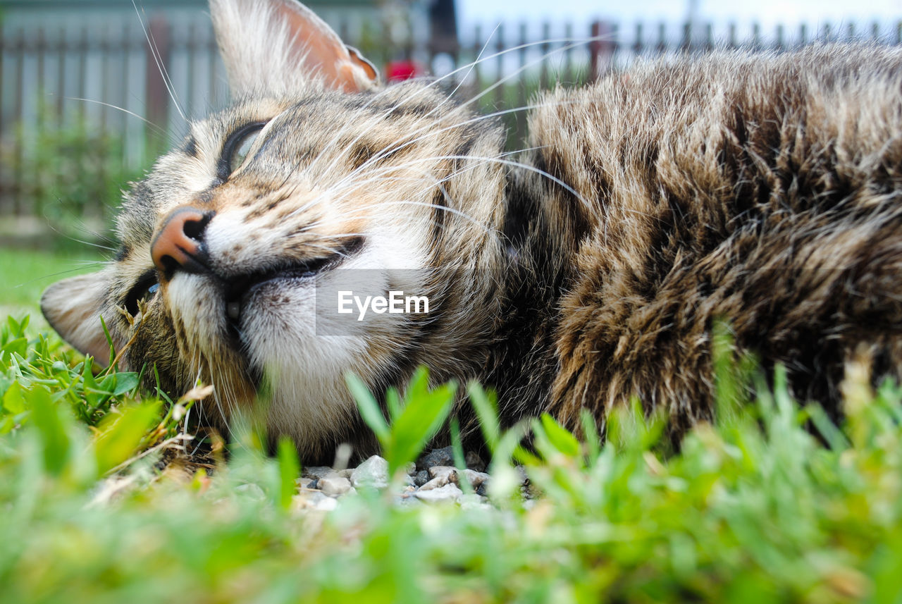 Extreme close-up of cat resting on field
