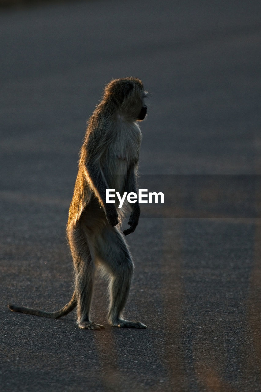 SIDE VIEW OF AN ANIMAL SITTING ON ROAD