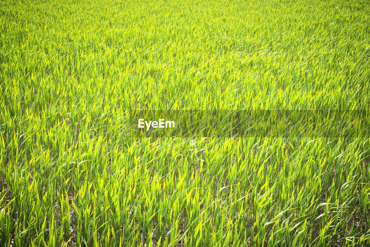 Full frame shot of corn field