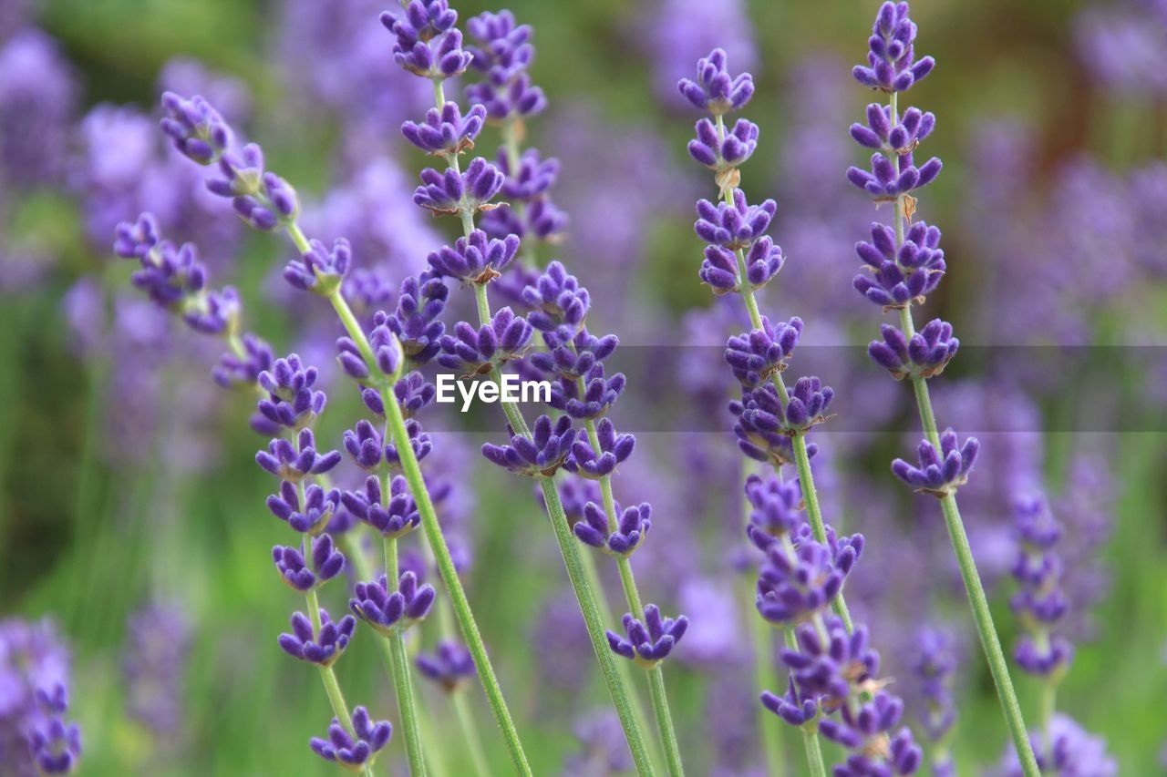 Close-up on purple flowering plants