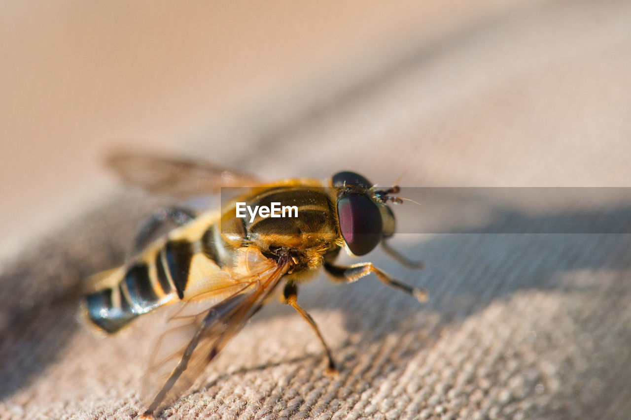 MACRO SHOT OF BEE ON A WOOD