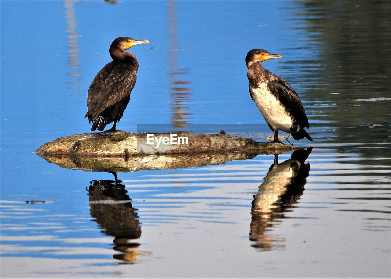 Great cormorant 