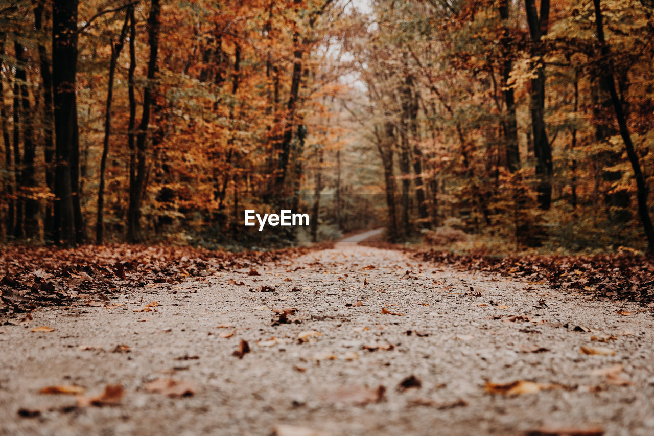 Pathway in forest, nobody, empty, way forward, autumn, fall.