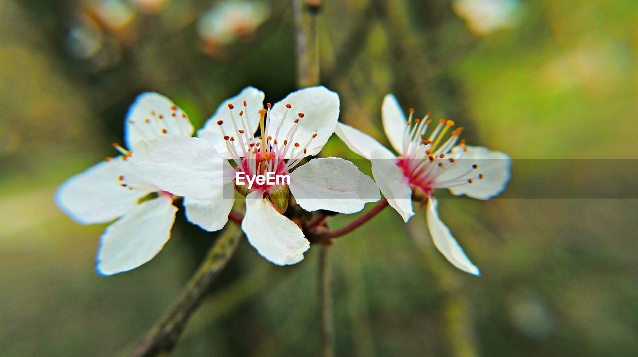 Close-up of white flowers