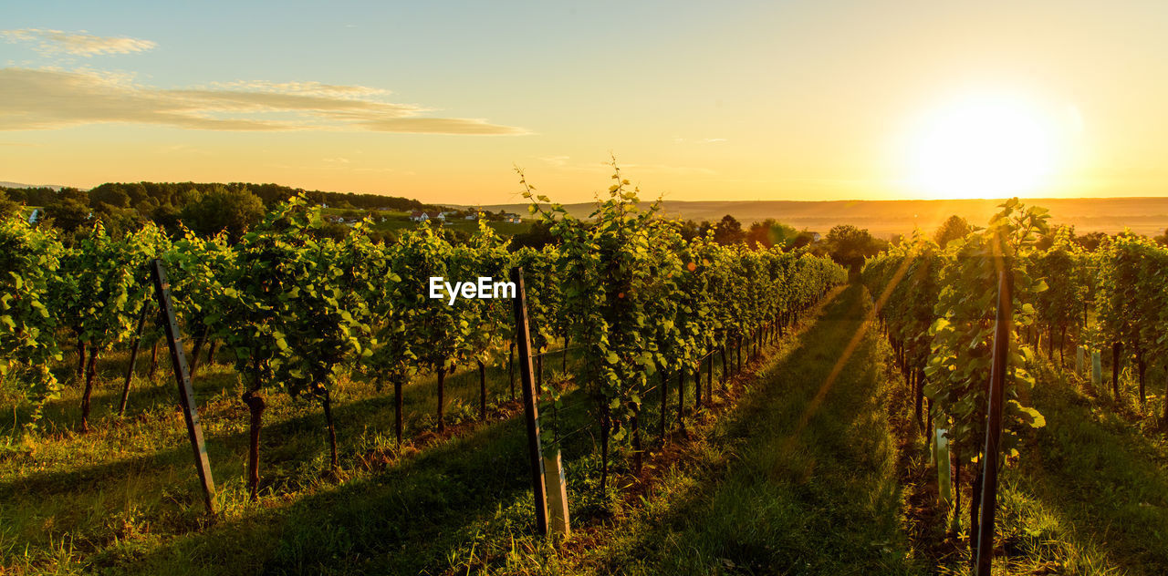 SCENIC VIEW OF VINEYARD AGAINST SKY AT SUNSET