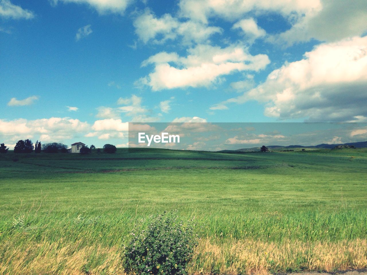 Scenic view of grassy field against sky