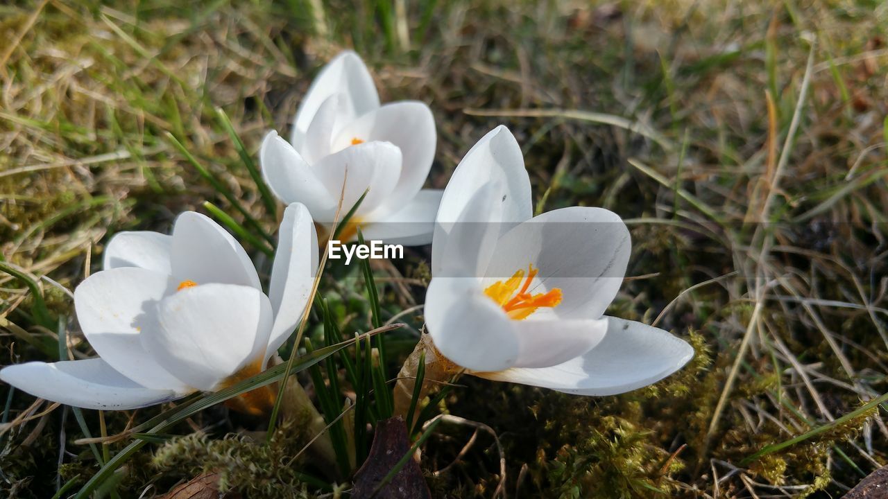 Close-up of white crocus blooming on field