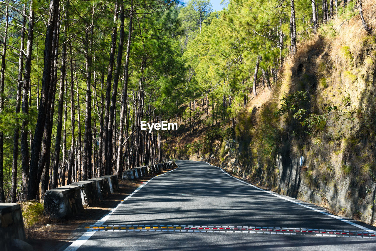 Road amidst trees in forest