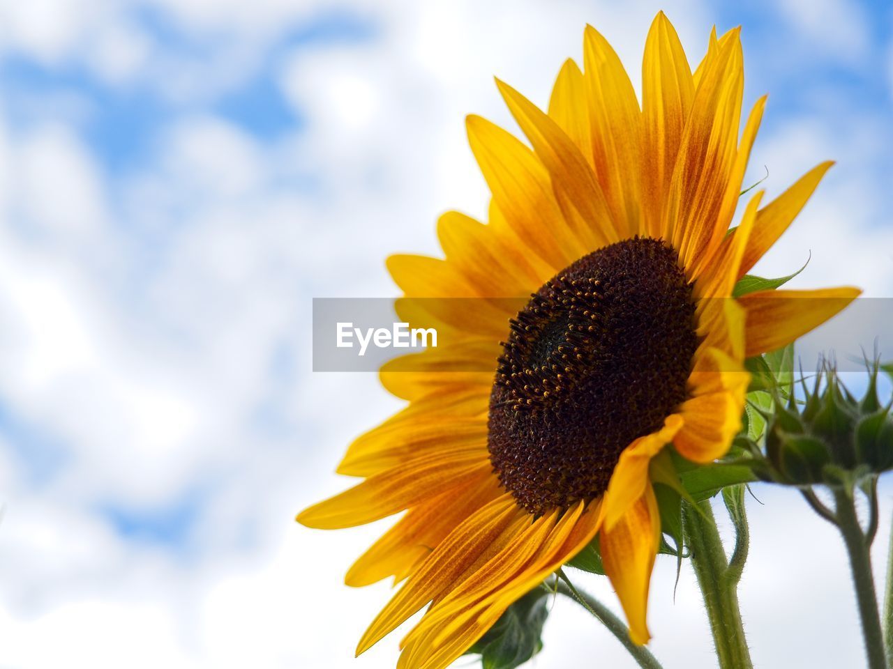 sunflower, flower, flowering plant, plant, yellow, freshness, flower head, beauty in nature, nature, sky, inflorescence, cloud, petal, growth, fragility, field, close-up, sunflower seed, pollen, no people, rural scene, summer, landscape, outdoors, springtime, blossom, vibrant color, macro photography, seed, plant stem, botany, focus on foreground, day, asterales, environment, sunlight, low angle view, land, blue