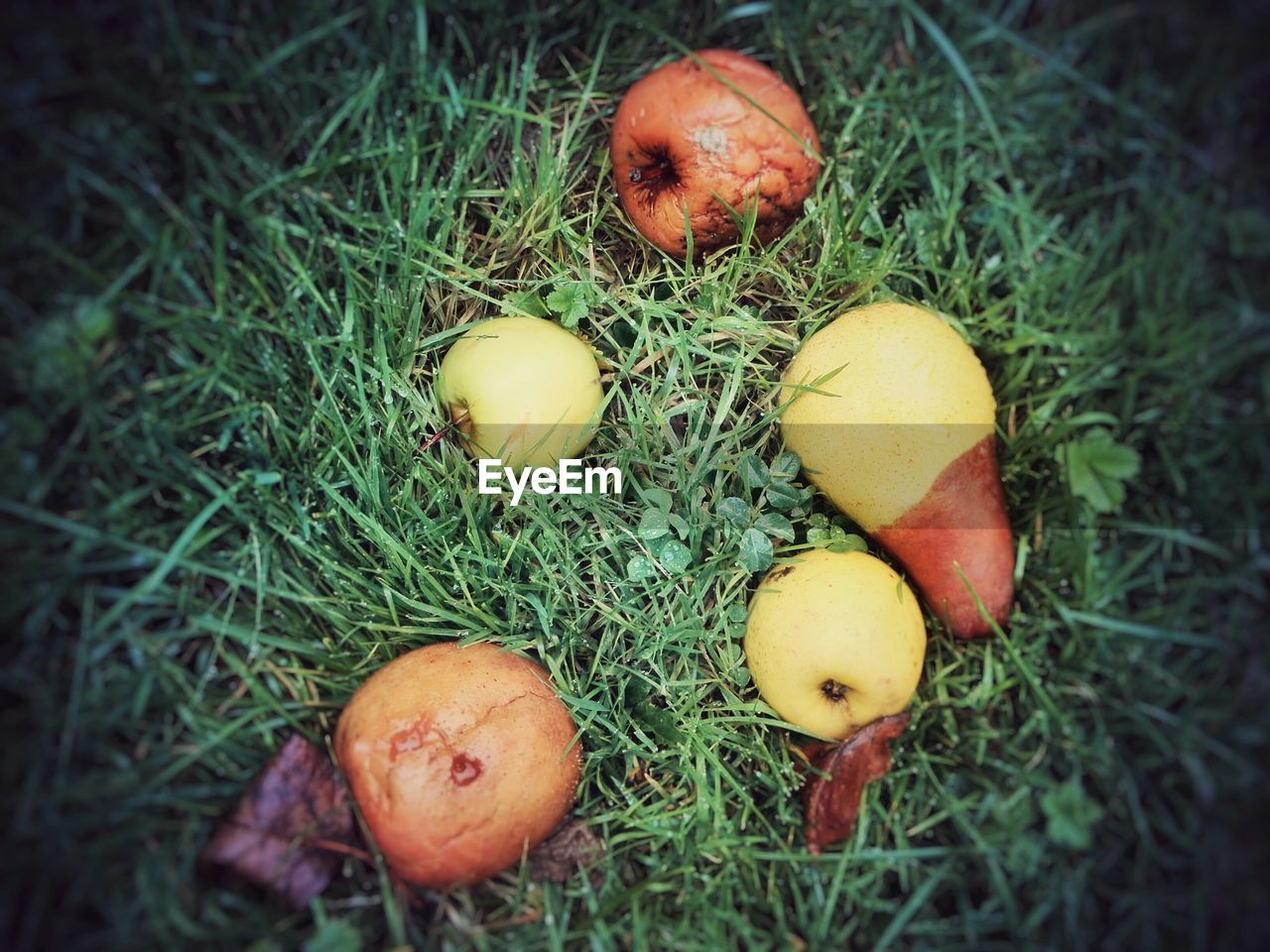 High angle view of rotten apples and pear fallen on field