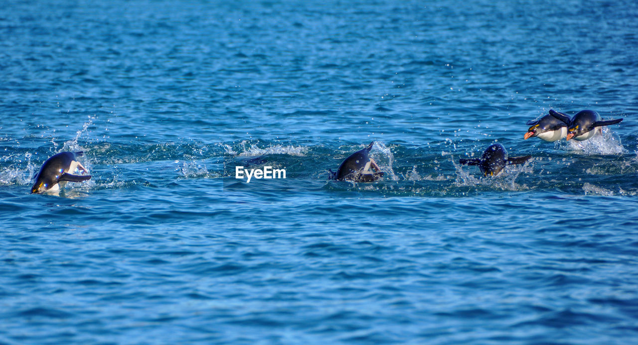 CLOSE-UP OF FISH IN SEA