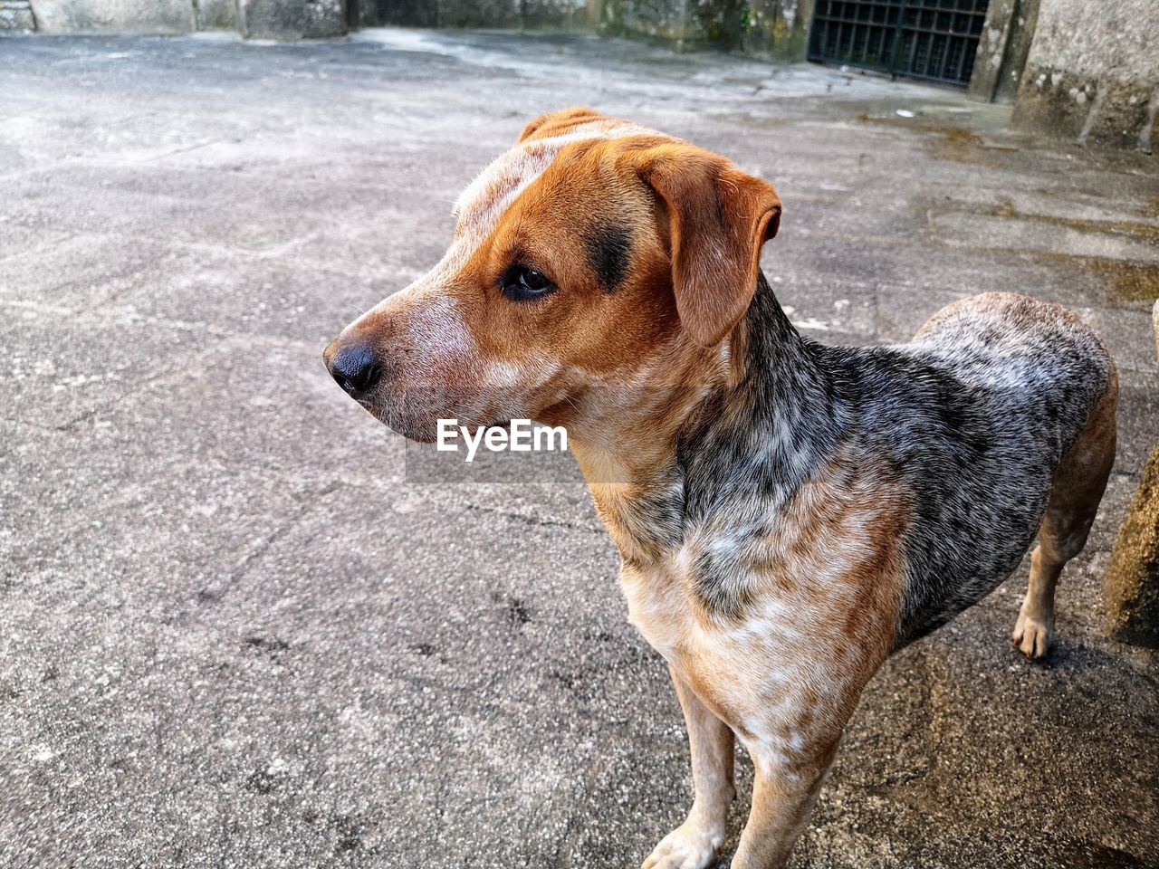 Dog looking away in street