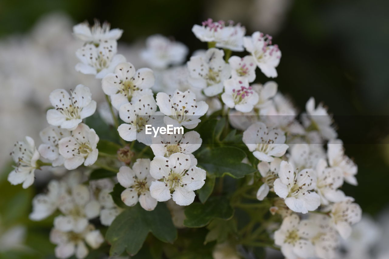 CLOSE-UP VIEW OF WHITE FLOWERS