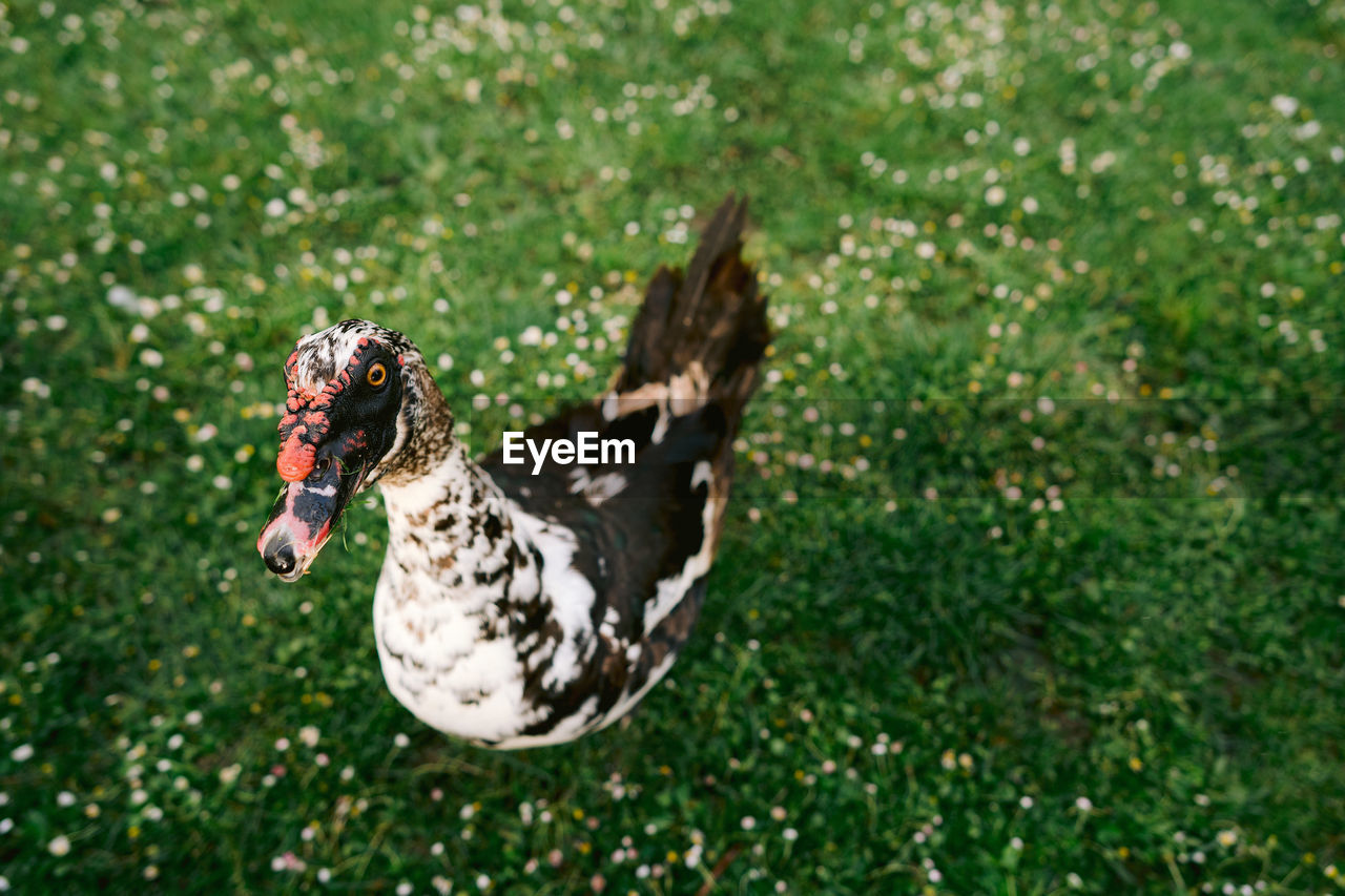 VIEW OF A BIRD ON FIELD